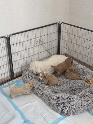 Maltipoo 2 Rüden noch frei