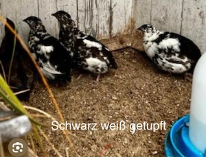 Wachteln legereif 