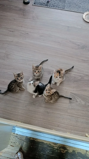BengalMix Baby Kätzchen