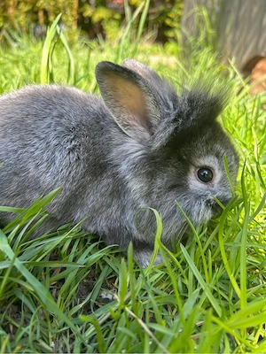 Zwergkaninchen 