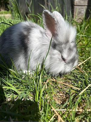 Zwergkaninchen 