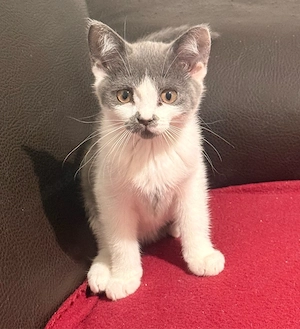 Wunderschöne BKH mix Kitten abzugeben Bild 4