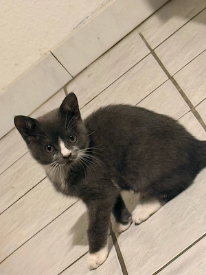 Wunderschöne BKH mix Kitten abzugeben Bild 2