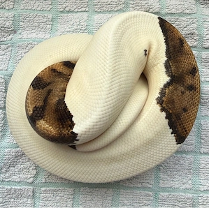 0.1 Pied.   