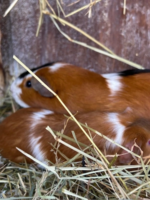 Meerschweichen 