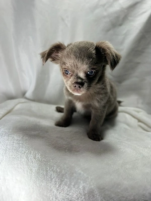 Niedliche Chihuahua-Welpen suchen ein neues Zuhause.