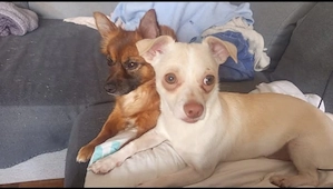 *BRUTUS* - der Chihuahua-Mischling ist bereits in Deuschland. Besuchen Sie ihn doch einfach mal 