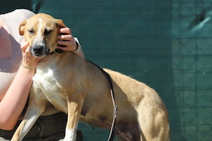 *ROXY* - eine ausgeglichene Hündin, verspielt, intelligent und verschmust Bild 2