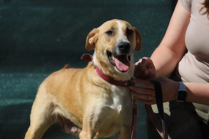 *ROXY* - eine ausgeglichene Hündin, verspielt, intelligent und verschmust Bild 7