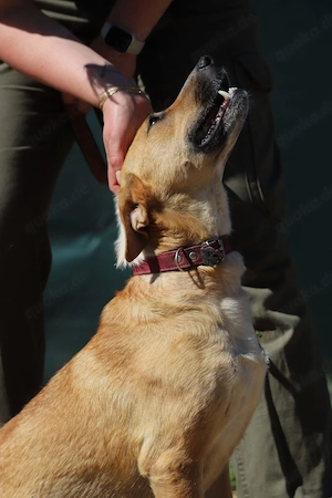 *ROXY* - eine ausgeglichene Hündin, verspielt, intelligent und verschmust Bild 4