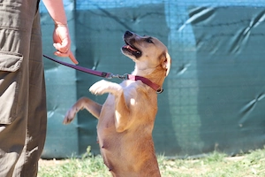 *ROXY* - eine ausgeglichene Hündin, verspielt, intelligent und verschmust Bild 6