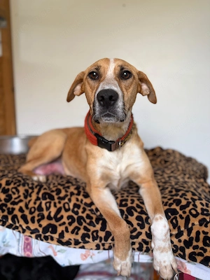 *ROXY* - eine ausgeglichene Hündin, verspielt, intelligent und verschmust