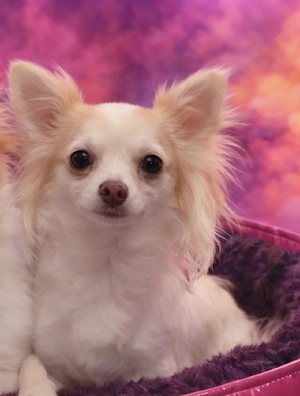 Hübsche 2,5 Jahre alte Chihuahua Hündin