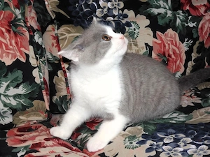 Britisch Kurzhaar (BKH), Katzenbabies, Katzenbabys, Kitten, (m w) Bild 6