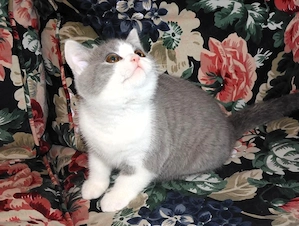 Britisch Kurzhaar (BKH), Katzenbabies, Katzenbabys, Kitten, (m w) Bild 4