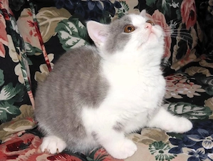 Britisch Kurzhaar (BKH), Katzenbabies, Katzenbabys, Kitten, (m w) Bild 2