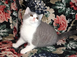 Britisch Kurzhaar (BKH), Katzenbabies, Katzenbabys, Kitten, (m w) Bild 7