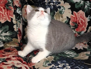 Britisch Kurzhaar (BKH), Katzenbabies, Katzenbabys, Kitten, (m w) Bild 5