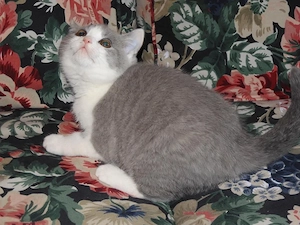 Britisch Kurzhaar (BKH), Katzenbabies, Katzenbabys, Kitten, (m w) Bild 3