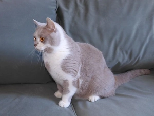 Britisch Kurzhaar (BKH), Katzenbabies, Katzenbabys, Kitten, (m w) Bild 9
