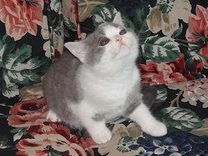 Britisch Kurzhaar (BKH), Katzenbabies, Katzenbabys, Kitten, (m w) Bild 8