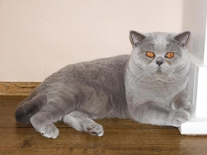 Britisch Kurzhaar (BKH), Katzenbabies, Katzenbabys, Kitten, (m w) Bild 10
