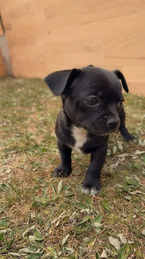 Chihuahua Welpen