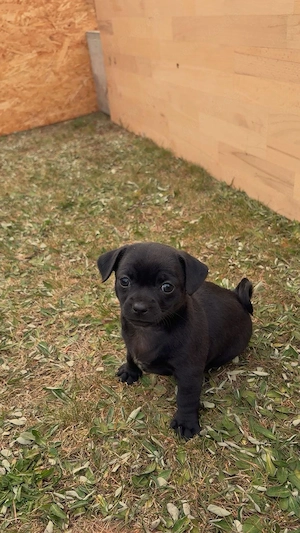 Chihuahua Welpen
