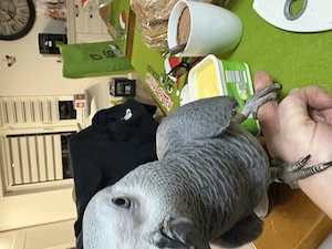 Junge handzahme Graupapageien