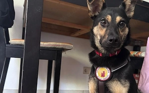 Tamina sucht eine liebevolle Familie