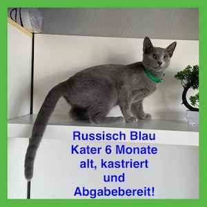  Kastrierte Russisch Blau  mit Stammbaum