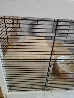 Mäuse mit Zubehör 