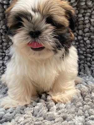 Bezaubernder Shih Tzu-Welpe sucht ein liebevolles Zuhause. Verspielt und ein treuer Begleiter.