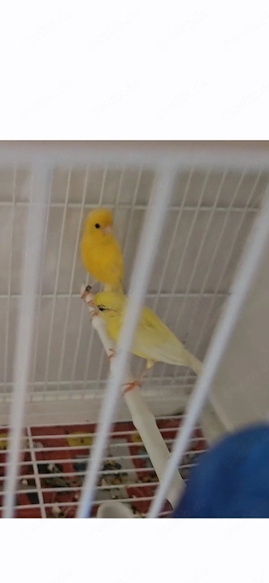 Kanarienvogel  Raza espan ola 