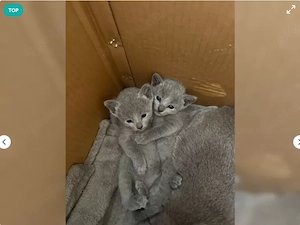 4 wunderschöne Russisch blau Kitten mit Stammbaum