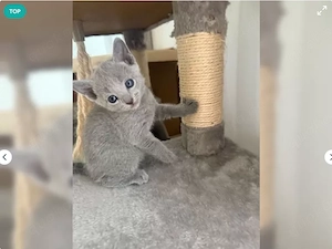 Russisch blau Kitten mit Stammbaum