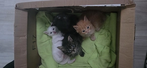 Katzenbabys BKH Mix