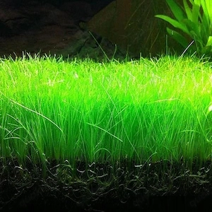 Aquariumpflanzen elecharis parvula