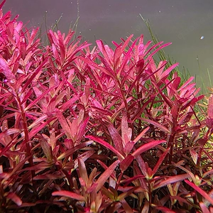 Aquarium Pflanzen Rotala Blood Red