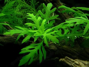 Hydrophila difformis