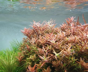 Rotala rotundifolia orange