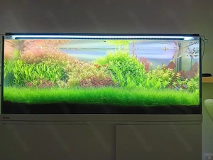 Aquarium Pflanzen