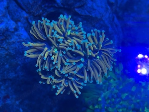 Euphyllia Korallen Ableger abzugeben