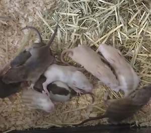 Babyratten in ca. 2 Wochen zu verkaufen Bild 2