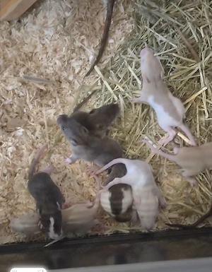 Babyratten in ca. 2 Wochen zu verkaufen Bild 3