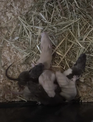 Babyratten in ca. 2 Wochen zu verkaufen