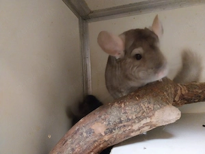 Chinchilla Böckchen 