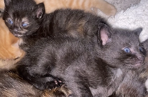 Main coon mix  kitten 
