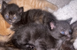 Schildpatt & Main coon mix  kitten 