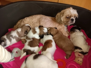 Shihtzu Welpen Reinrassig